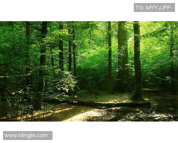 波兰特与伐木工的激烈对决揭示了森林保护的重要性与挑战 波兰特与伐木工的激烈对决揭示了森林保护的重要性与挑战